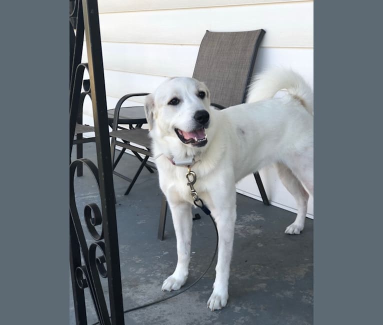 Neva, a Great Pyrenees tested with EmbarkVet.com