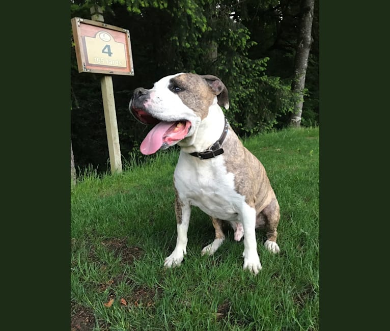 Hush, an American Staffordshire Terrier and American Pit Bull Terrier mix tested with EmbarkVet.com