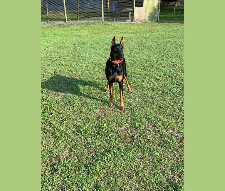 Bella Nova, a Doberman Pinscher tested with EmbarkVet.com