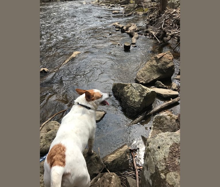 Manny, an Australian Cattle Dog and Mountain Cur mix tested with EmbarkVet.com