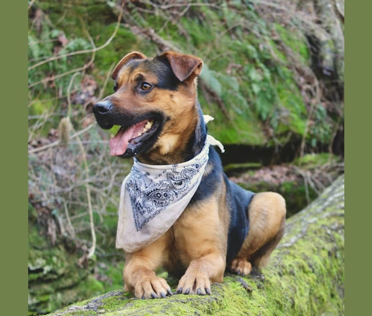 Photo of Kaydo, a German Shepherd Dog, Labrador Retriever, Belgian Malinois, Golden Retriever, and Mixed mix in Cherokee Village, AR, USA
