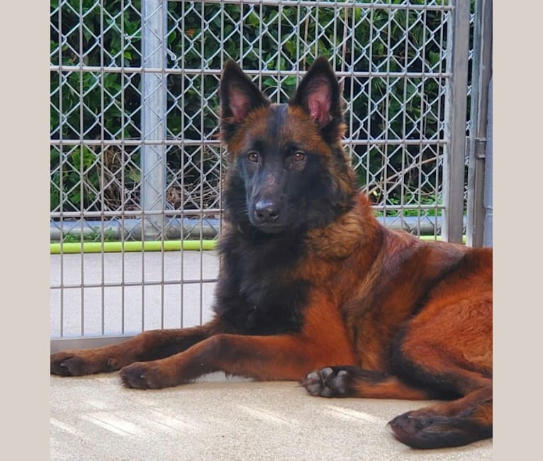 Ember, a Belgian Shepherd tested with EmbarkVet.com