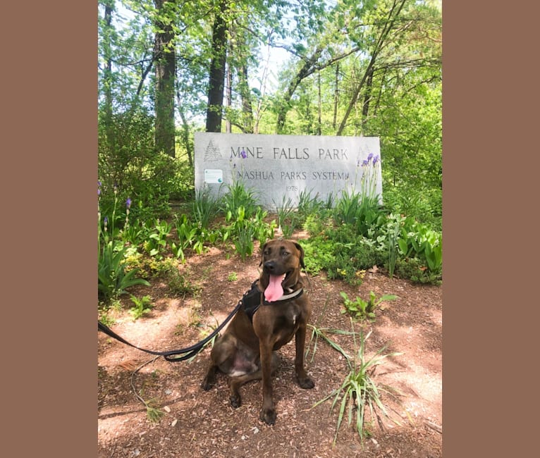 Buddy, a Boxer and Catahoula Leopard Dog mix tested with EmbarkVet.com