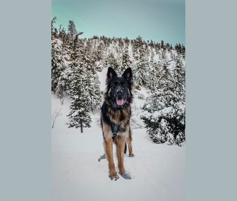 Nova, a German Shepherd Dog tested with EmbarkVet.com