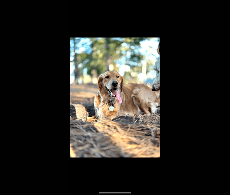 Daisy, a Golden Retriever tested with EmbarkVet.com