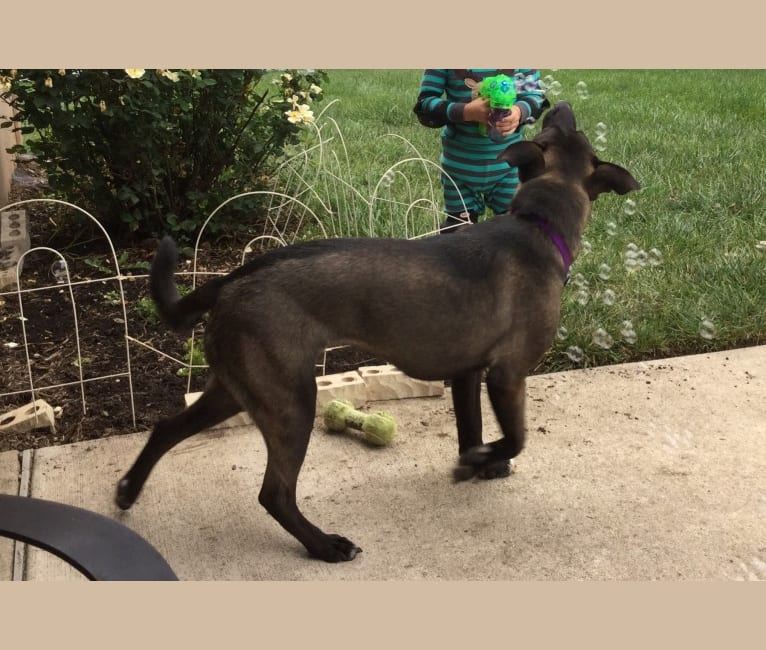 Luna, an American Pit Bull Terrier and Norwegian Elkhound mix tested with EmbarkVet.com