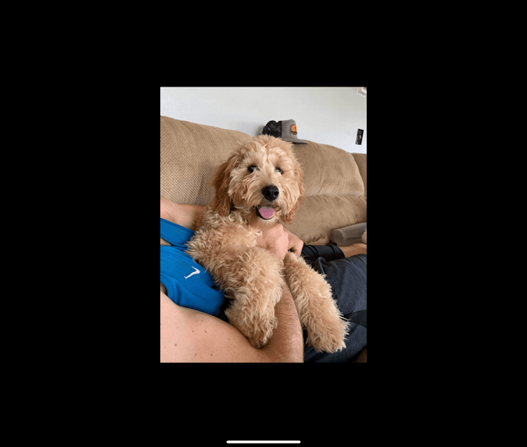 Dex, a Goldendoodle tested with EmbarkVet.com