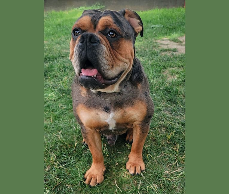 Vinny, an Olde English Bulldogge tested with EmbarkVet.com