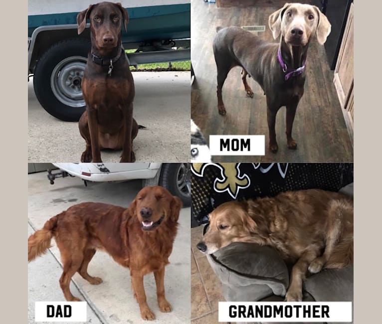 Doberman pinscher 2025 golden retriever mix