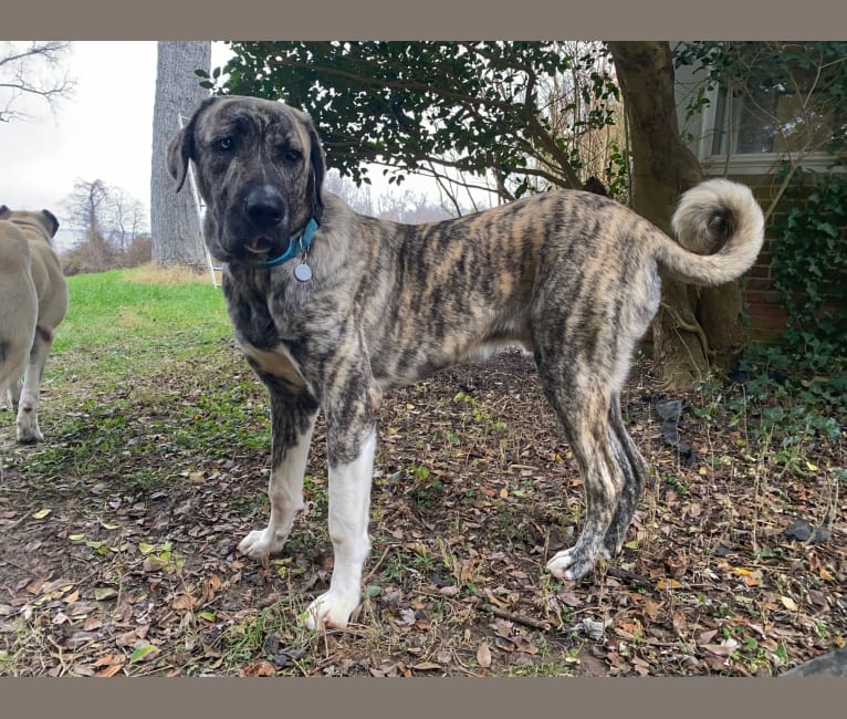 Temujin, the Heartbreaker, an Anatolian Shepherd Dog (5.6% unresolved) tested with EmbarkVet.com