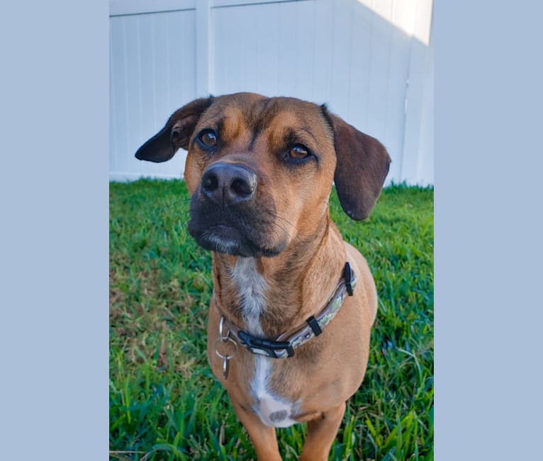 Gatlin, a Chihuahua and American Pit Bull Terrier mix tested with EmbarkVet.com