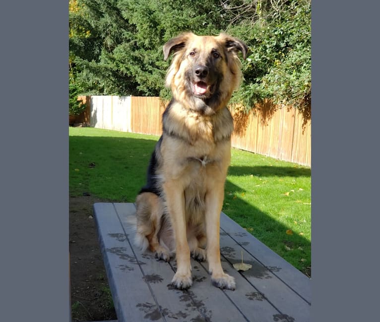 German shepherd and great pyrenees mix sales