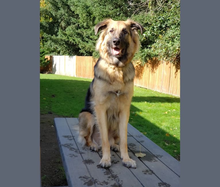 Bear, a German Shepherd Dog and Great Pyrenees mix tested with EmbarkVet.com