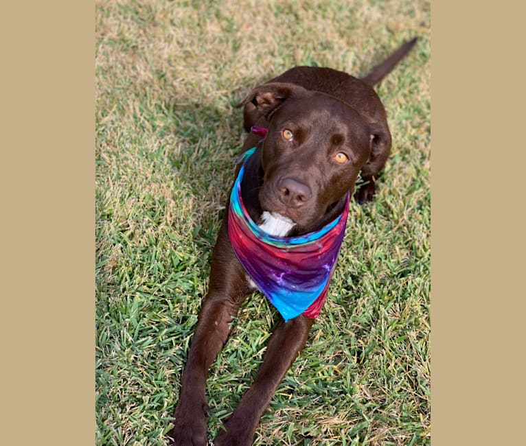 Hank, a Labrador Retriever and American Pit Bull Terrier mix tested with EmbarkVet.com