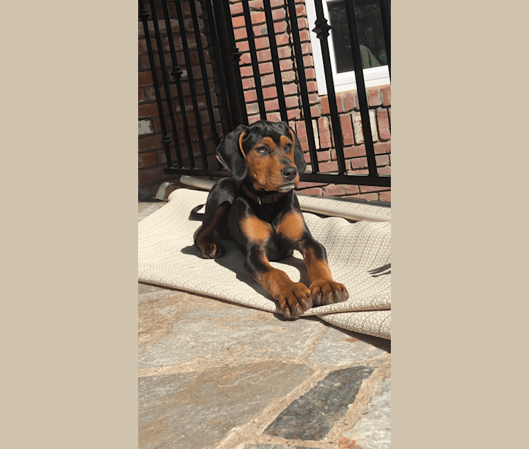 Embark Dog DNA Test Breed