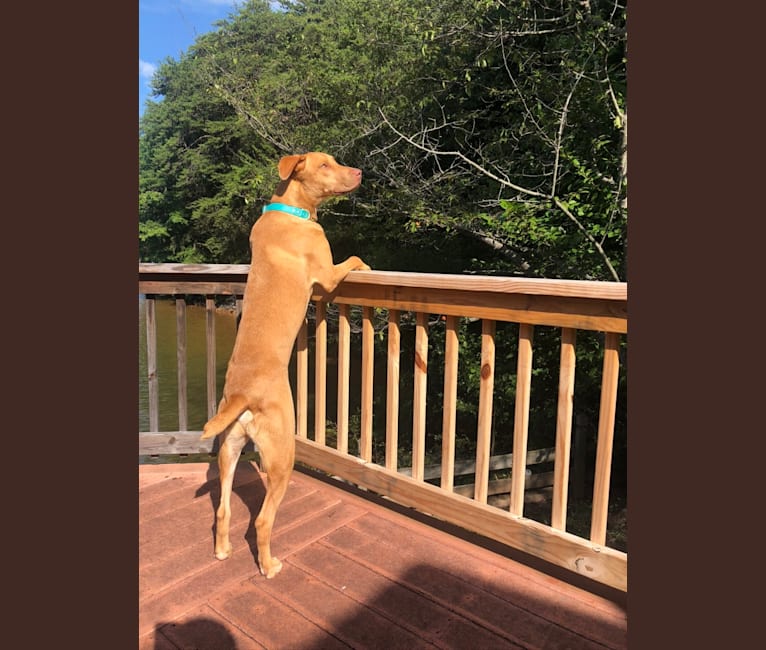 Noah, a Catahoula Leopard Dog and Boxer mix tested with EmbarkVet.com