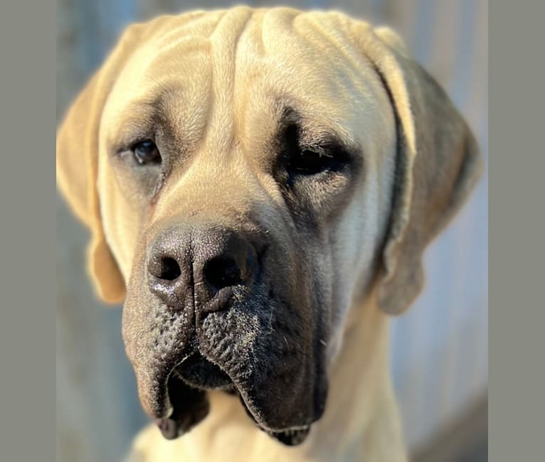 Bumble Yeti, a Mastiff tested with EmbarkVet.com