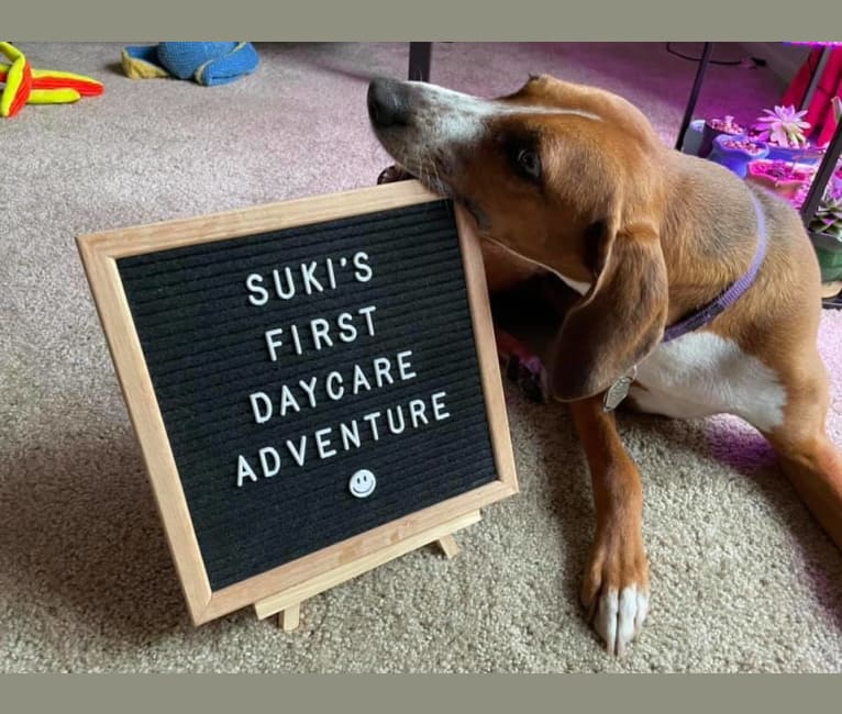 Suki, an American Foxhound tested with EmbarkVet.com