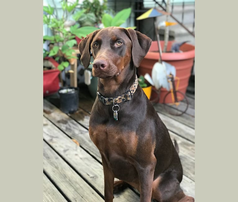 Minerva, a Doberman Pinscher and Golden Retriever mix tested with EmbarkVet.com