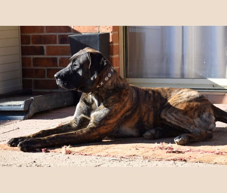 Mastiff greyhound 2025