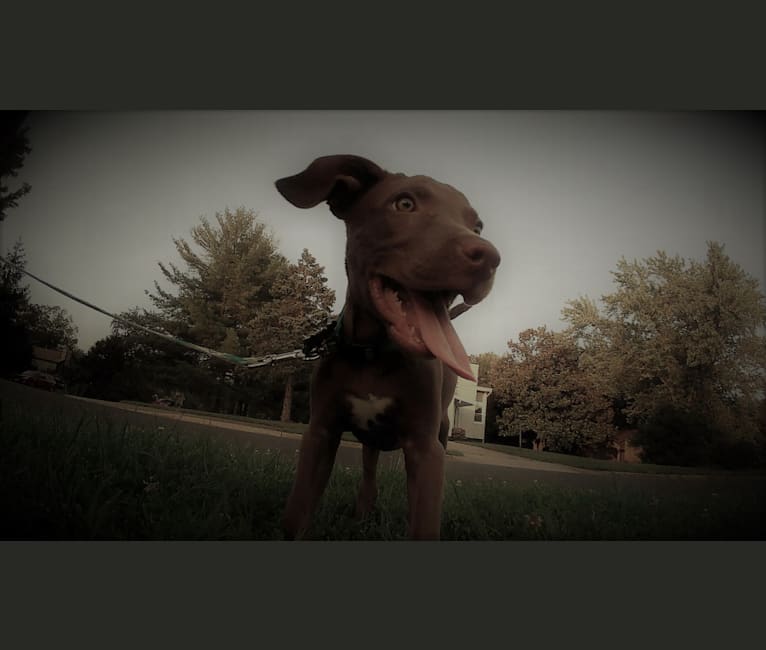 Cisco, an American Pit Bull Terrier and Labrador Retriever mix tested with EmbarkVet.com