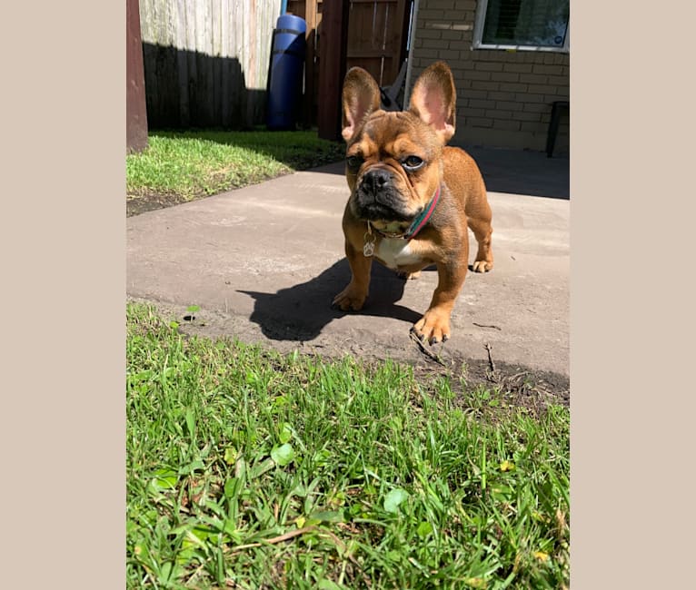 Tchoup, a French Bulldog tested with EmbarkVet.com