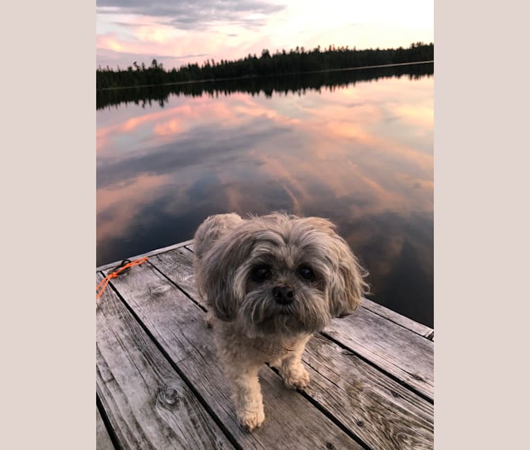 Photo of Suki, a Shih Tzu, Maltese, and Poodle (Small) mix in Toronto, ON, Canada
