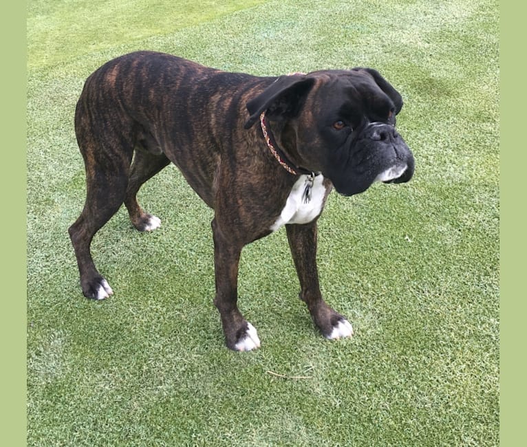 Photo of Murray, a Boxer 