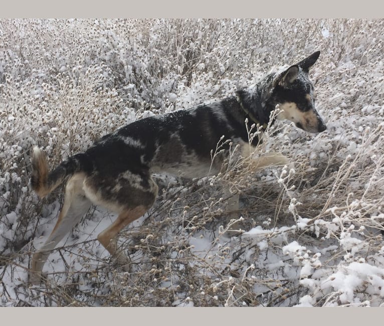 KAYDA, a Border Collie and Alaskan Malamute mix tested with EmbarkVet.com