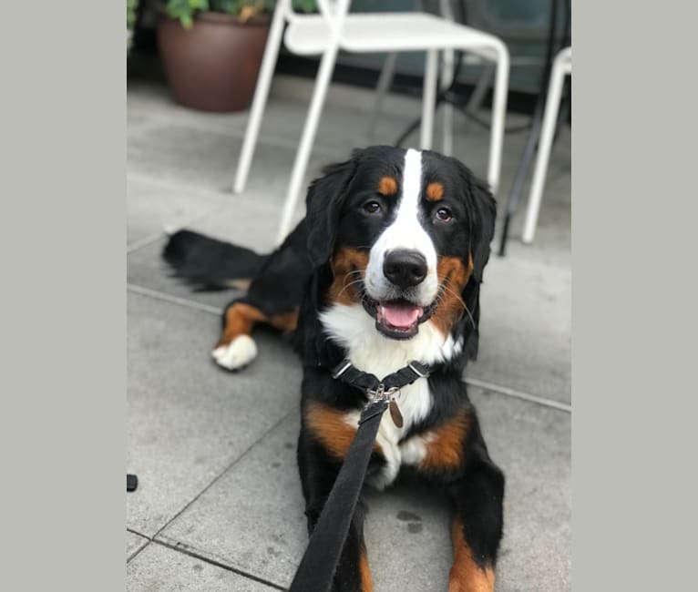 Teddy, a Bernese Mountain Dog tested with EmbarkVet.com