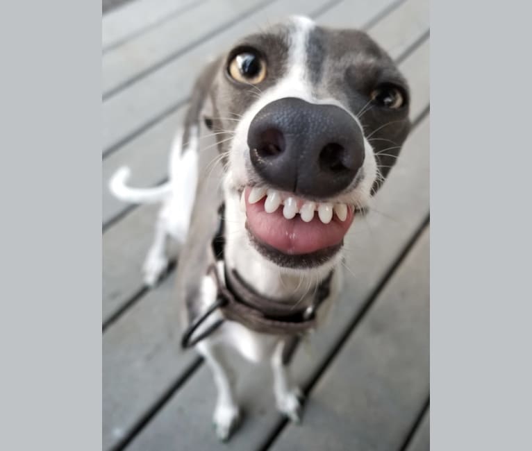 Bonedaddy Bowie, an Italian Greyhound tested with EmbarkVet.com