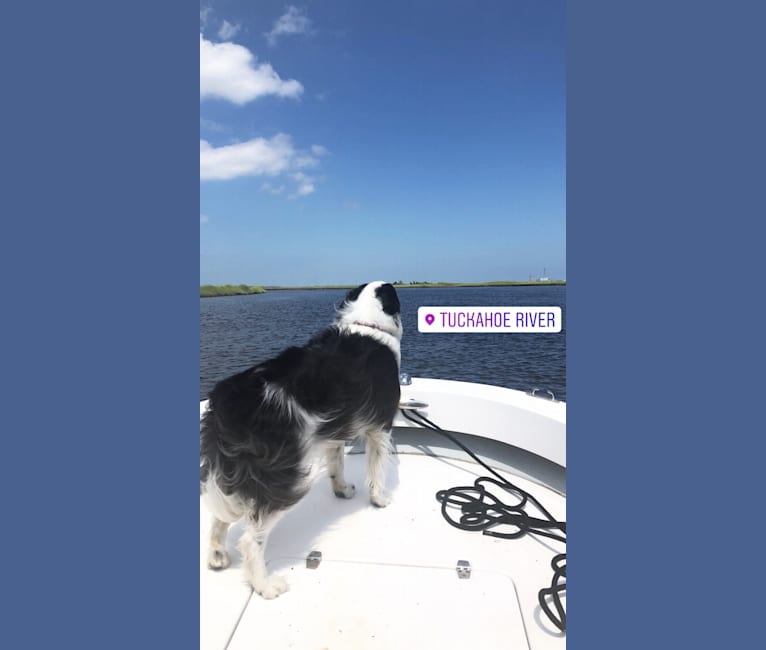 Spruce, a Border Collie (17.6% unresolved) tested with EmbarkVet.com