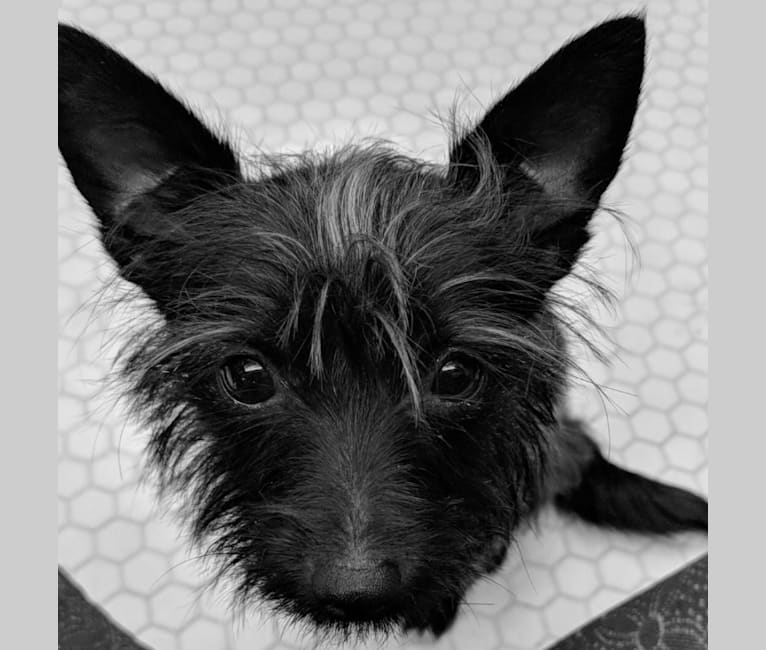Embark Dog DNA Test Breed