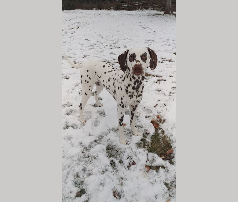 Shelby, a Dalmatian tested with EmbarkVet.com