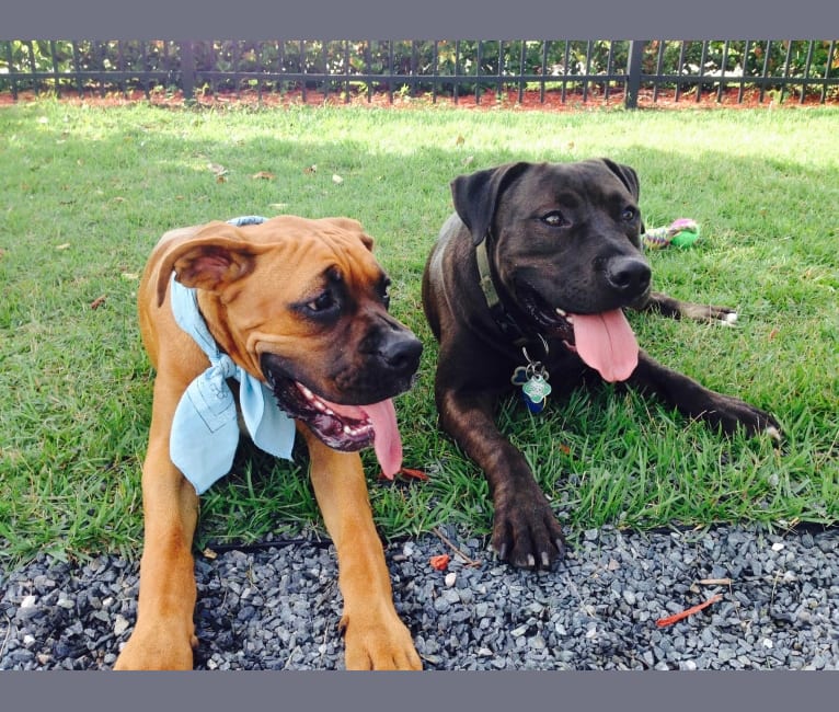 Photo of Snoop, an American Bully and Golden Retriever mix in Miami, Florida, USA