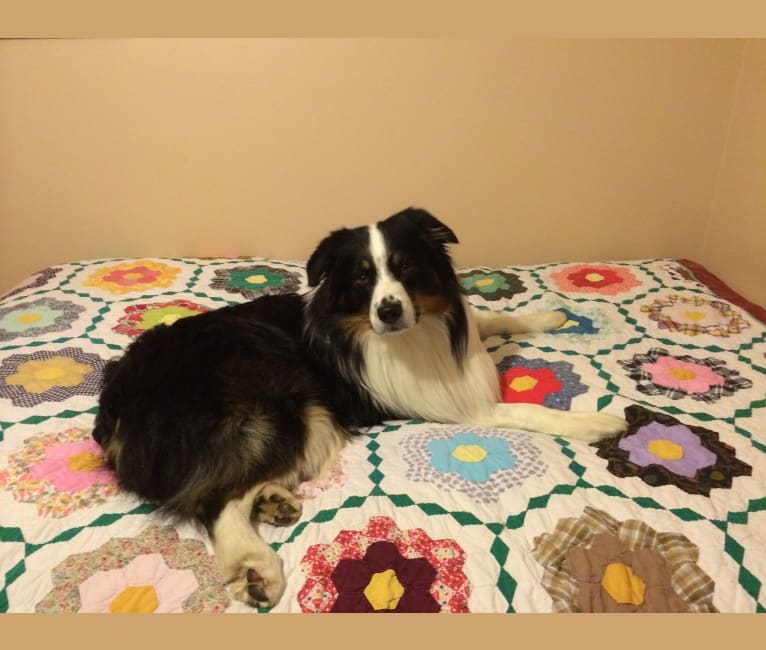 Tucker, an Australian Shepherd tested with EmbarkVet.com