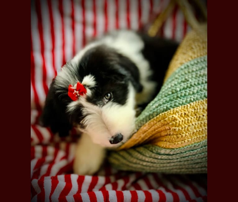 Betty, a Bearded Collie tested with EmbarkVet.com