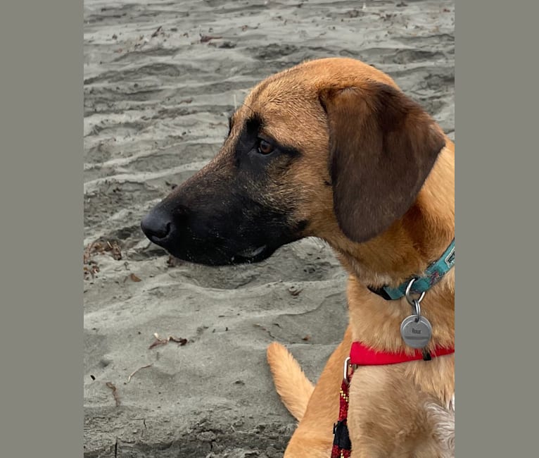 Beagle malinois mix best sale