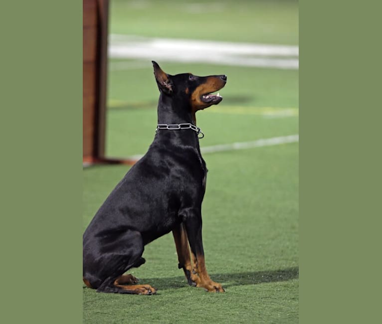 Deacon, a Doberman Pinscher tested with EmbarkVet.com