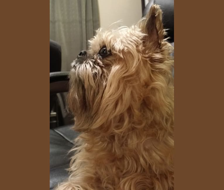 Groucho, a Brussels Griffon tested with EmbarkVet.com