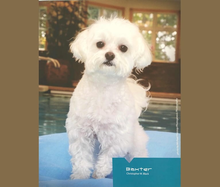 Photo of Baxter, a Maltese  in Orlando, Florida, USA
