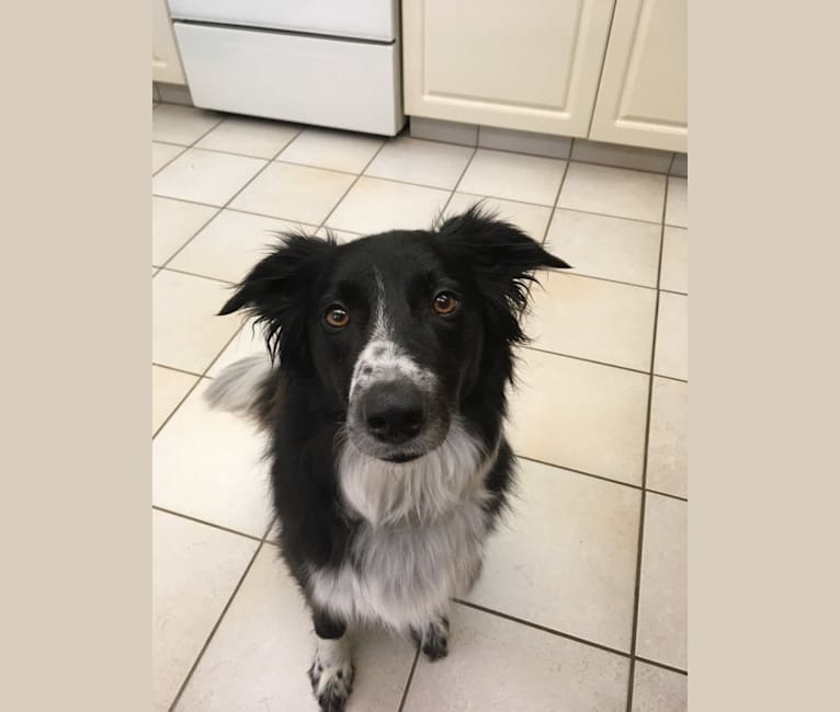 Black and white australian shepherd border cheap collie mix