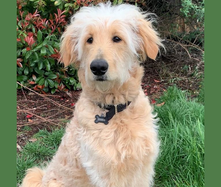 Photo of Charlie, a Goldendoodle  in Redding, California, USA