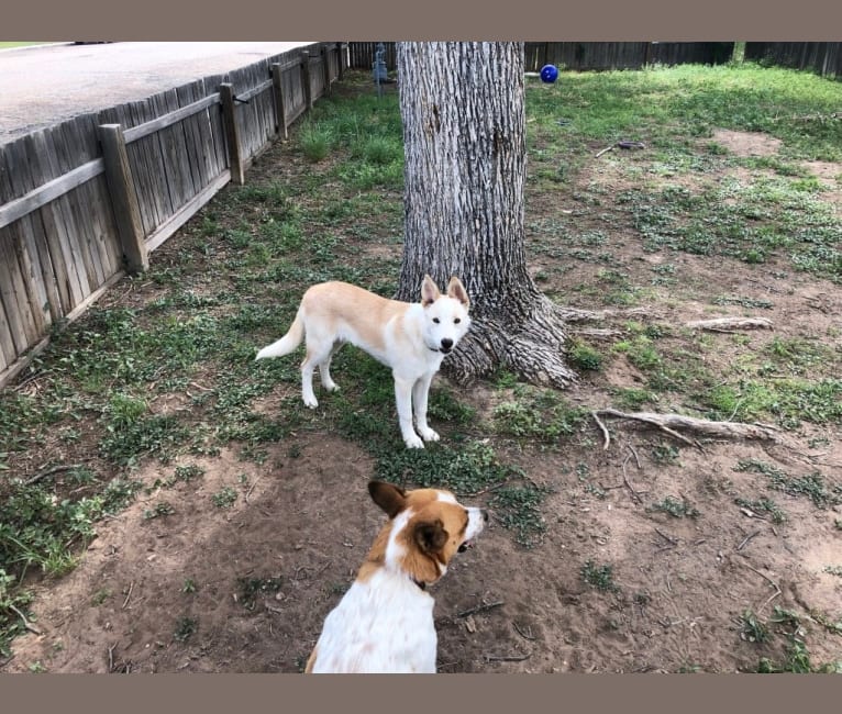 Kiva, a Border Collie and Australian Cattle Dog mix tested with EmbarkVet.com