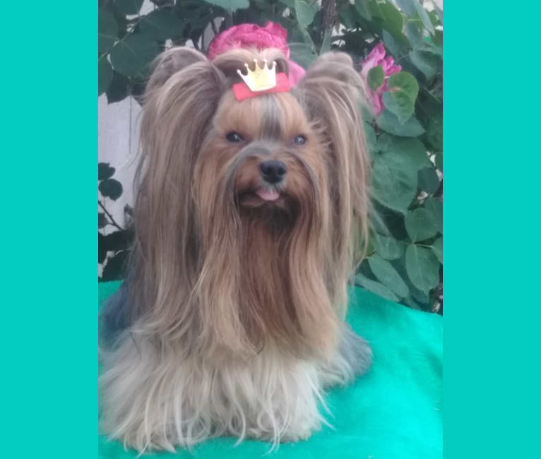 Prince Ali, a Yorkshire Terrier tested with EmbarkVet.com
