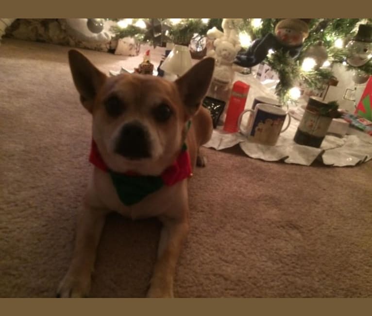 Frankie, a Chihuahua and Miniature Pinscher mix tested with EmbarkVet.com