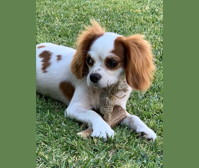 Photo of Annie, a Cavalier King Charles Spaniel  in Wisconsin, USA