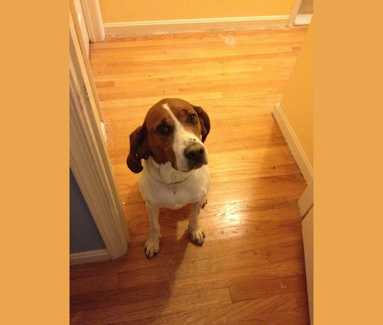 Lucky, a Treeing Walker Coonhound tested with EmbarkVet.com