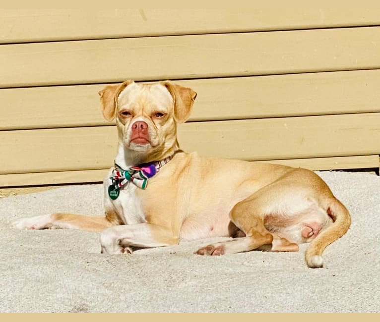 Photo of Sadie, a Chihuahua, Pug, and Pomeranian mix in Riverside, California, USA