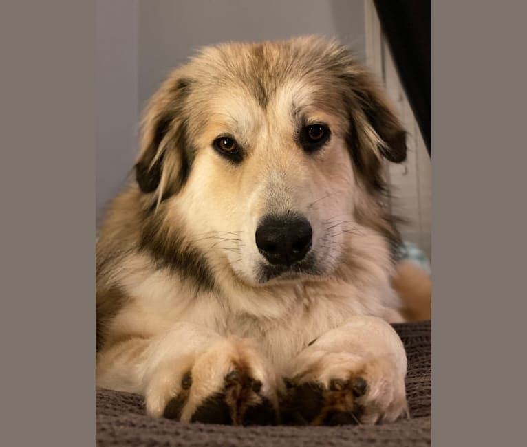 Doug, a Great Pyrenees and Labrador Retriever mix tested with EmbarkVet.com